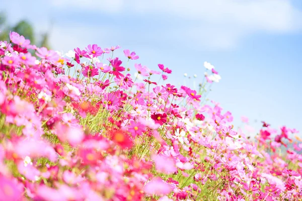 Farbenfroher rosafarbener Blütenkosmos im Garten auf frischem, leuchtendem Blau — Stockfoto