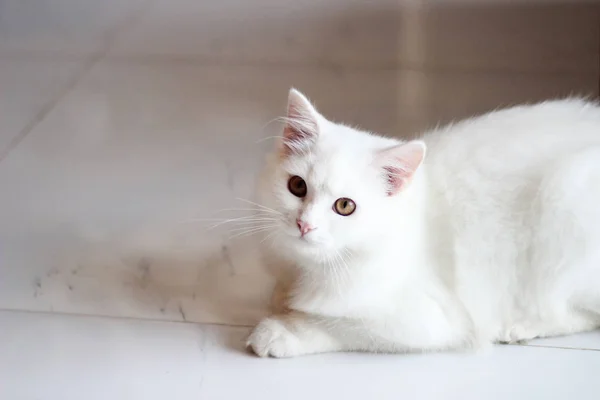 Portret huisdier van een witte kat aan het spelen in de woonkamer home / Cl — Stockfoto