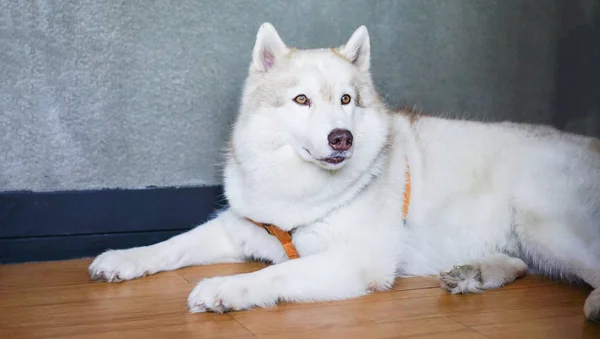 white dog laying down on floor at home - Siberian Husky dog