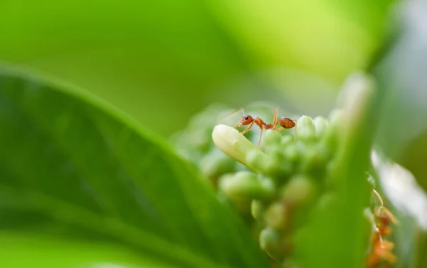 Action fourmi debout sur noni fruit ou Morinda Citrifolia / Fermer — Photo