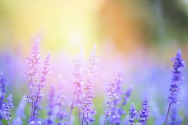 Lavanta tarlaları, mavi Salvia çiçekleri...