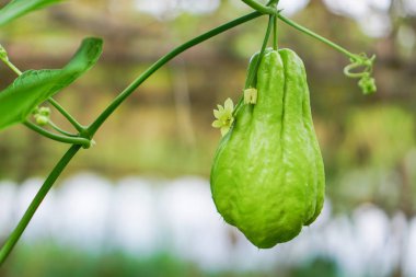 Chayote Sechium edule meyvesi - sebzede taze chayote bitkisi