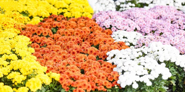 秋の庭菊の花の鍋に-カラフルな菊 — ストック写真