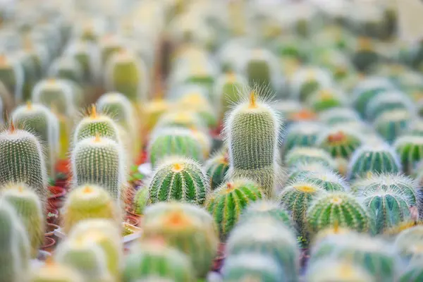 Miniaturní kaktusík dekorace v zahradě - různé typy beau — Stock fotografie