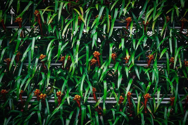 Green pattern abstract texture with leaves bromeliad red orange — ストック写真