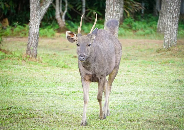 Red deer walking - male horned deer in the national park — ストック写真