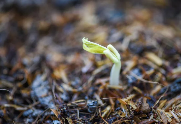 Semena klíčků fazolí vyrůstající z pozemního zemědělství - Close up Or — Stock fotografie