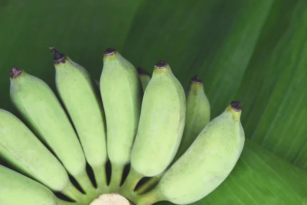 Bunch of green banana on raw banana leaf background / — Stock fotografie