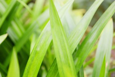 Pandan ağaçlarının bahçesinde doğal olarak yetişen pandan yaprağı bitkisi.