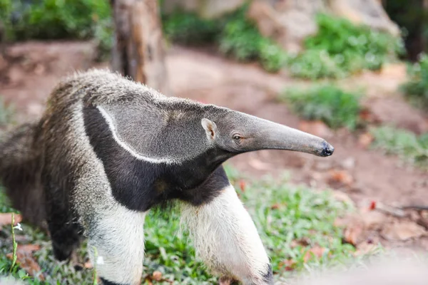 Giant anteater walking i gården Wildlife Sanctuary - Myrmecop - Stock-foto