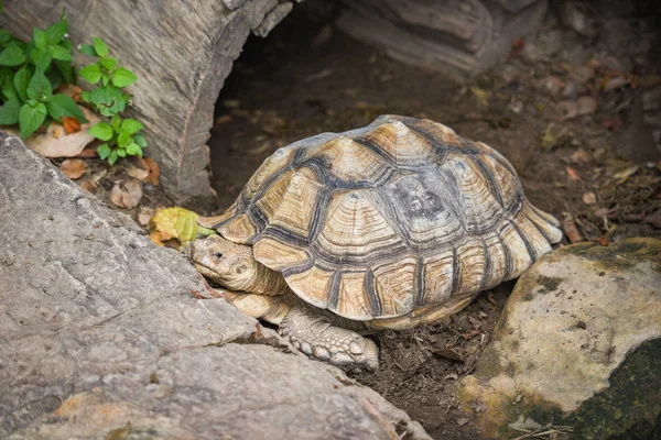 Tortuga espoleada africana - Acercamiento de la tortuga acostada en el suelo — Foto de Stock