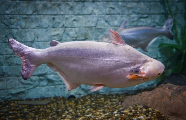 Bagres de la oreja negra o peces Pangasiidae que nadan bajo el agua — Foto de Stock