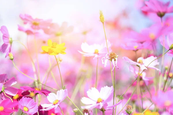 Coloridas flores rosadas cosmos en el jardín en un día fresco y brillante  - — Foto de Stock