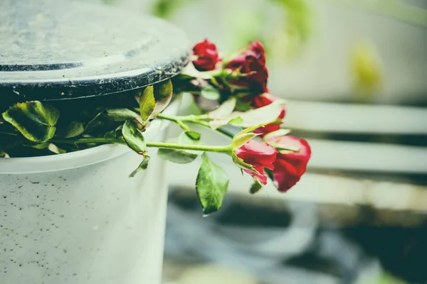 Bunga mawar di tempat sampah / mawar tua di tempat sampah menghancurkan hatiku — Stok Foto