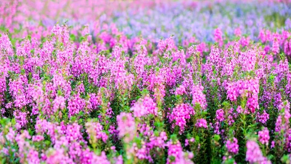 Angelonia goyazensis Blume oder kleine Schildkrötenblume im Garten - — Stockfoto