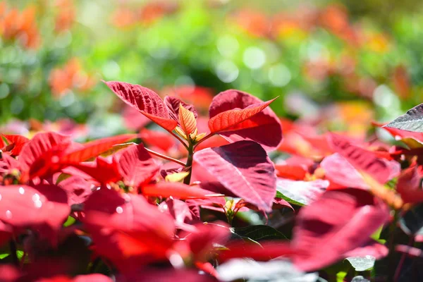 Κόκκινο poinsettia στον κήπο με φως bokeh γιορτή backgr — Φωτογραφία Αρχείου