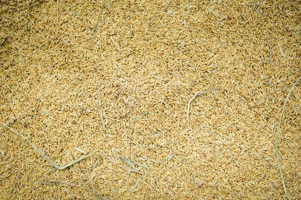 Gros plan pile de grains de riz paddy brut - Rice texture backgr — Photo