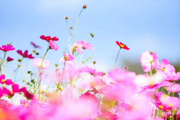 Farbenfroher rosafarbener Blütenkosmos im Garten auf frischem, leuchtendem Blau — Stockfoto