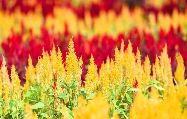 Cockscomb flor florescendo na cor vintage verão - Colorido — Fotografia de Stock