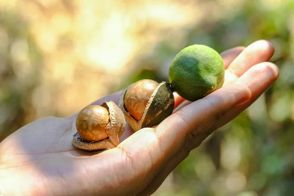 Frutos secos de macadamia sin cáscara y sin cáscara cosechados a mano de la maca —  Fotos de Stock