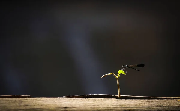Černá vážky na malé rostlince rostoucí na dřevě se slunečním světlem — Stock fotografie