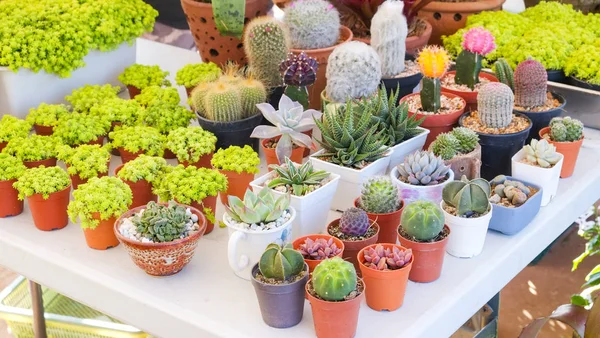 Miniatur-Sukkulente und Kaktus im Topf verschiedene Arten Mischung aus — Stockfoto