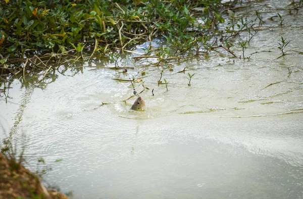 Gancho de pesca no rio / Esportes pesca com mosca pescador puxando — Fotografia de Stock