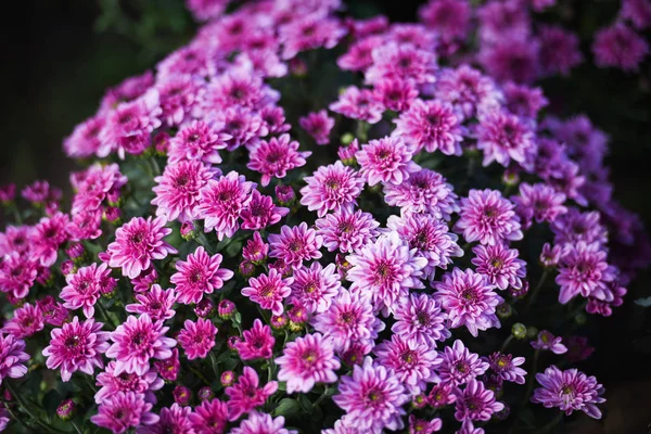 Close up of bunch flower pink chrysanthemum purple beautiful tex — Stock Photo, Image