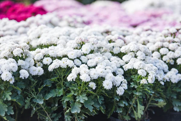 Primer plano del ramo de flores blanco crisantemo hermosa textura b —  Fotos de Stock
