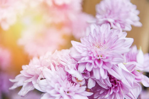 Close up of bunch flower pink chryzanthemum purple beautiful / C — Stock fotografie