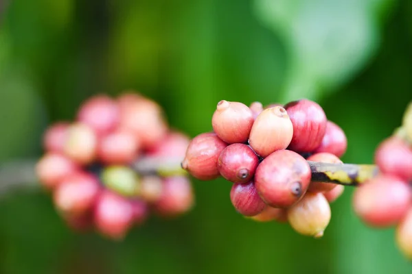 Čerstvé kávové zrno na kávovníku - Arabica kávové bobule ag — Stock fotografie