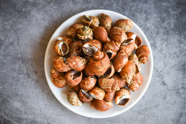 Babylonia areolata shellfish seafood on white plate ready for ea — Stock Photo, Image