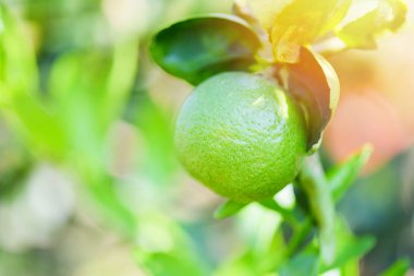 Bir ağaçta yeşil Limes-taze kireç Narenciye meyve yüksek C vitamini i