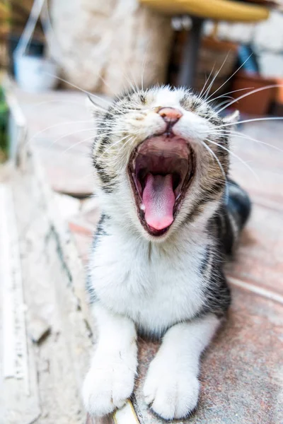 Kitten Gähnen - gestromte Kitty-Katze, die auf dem Boden liegt und spielt — Stockfoto