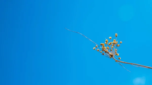 Bloemen droog gras op geblazen hemel achtergrond — Stockfoto