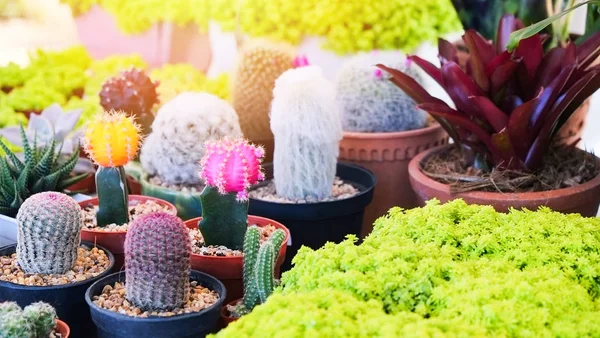 Planta suculenta en miniatura y cactus en maceta varios tipos de mezcla de —  Fotos de Stock