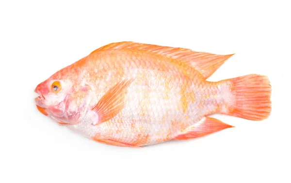 Fresh raw red tilapia fish isolated on white background / — 스톡 사진