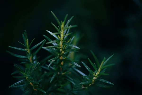 Rosemary plant growing in the garden for extracts essential oil — Stock Photo, Image