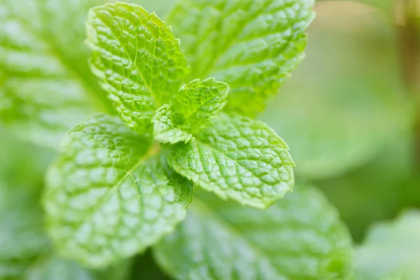 Hoja de menta en el fondo del jardín - Hojas de menta fresca en — Foto de Stock