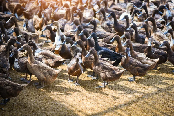 Granja de patos marrones - Un montón de pato en la granja local de huevo de pato produ — Foto de Stock
