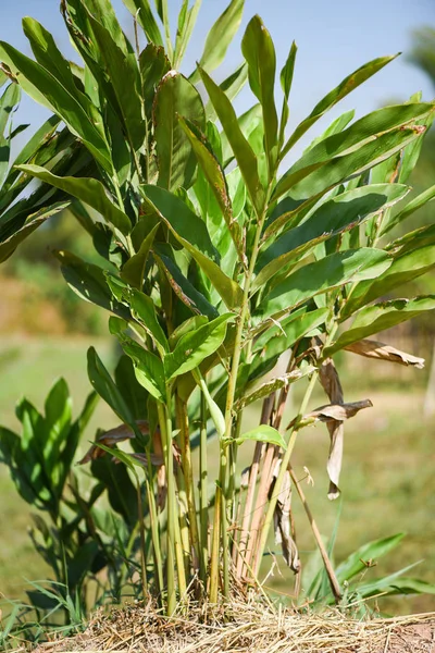 Tの食品やハーブのための庭で成長する新鮮なガランガルの木 — ストック写真