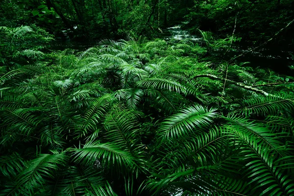 Arbustos de samambaia tropical fundo exuberante folhagem verde na chuva f — Fotografia de Stock