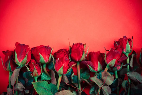 Kırmızı arka planda doğal kırmızı güller çiçek buketi — Stok fotoğraf