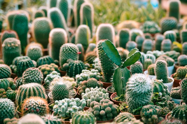 Miniatyr kaktus kruka dekorera i trädgården - olika typer beau — Stockfoto