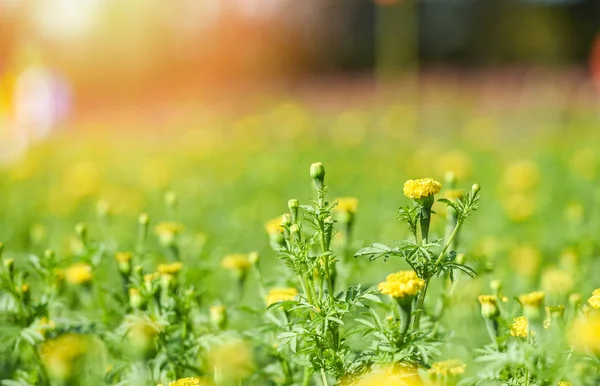 Цветок Мэриголд в желтом саду летом - поток природы — стоковое фото