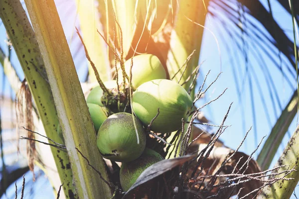 palm fruit coconut growing on the coconut tree in the summer /