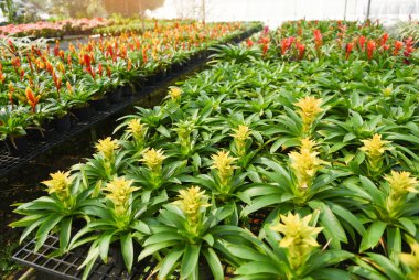 Bromeliad çiçek yetiştirme çiftliği süslemeleri ve çiçek yeşili bitkiler 