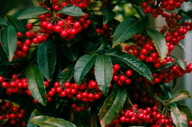 Japon kışında Ardisia Crenata veya Mercan Berrie 'nin kırmızı meyveleri