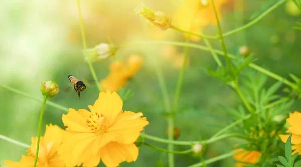 Bee flying on the yellow flower on nature spring and green backg — 스톡 사진