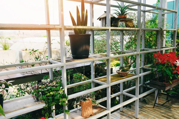 Home gardening and decorating indoor microgreen greenhouse envir